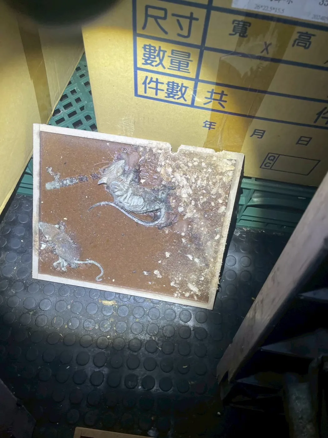 餐飲倉儲場域多隻鼠害：商業場所為什麼需要持續監測與專業 IPM｜捷克環衛
